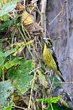 Spot-winged Grosbeak